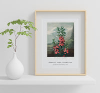 Robert John Thornton -The Narrow–Leaved Kalmia from The Temple of Flora (1807)