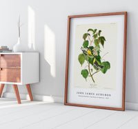 John James Audubon - Hemlock Warbler from Birds of America (1827)