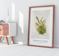 Frederick Sander - Zygopetalum wendlandi from Reichenbachia Orchids-1847-1920