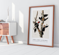 John James Audubon - Ivory-billed Woodpecker from Birds of America (1827)