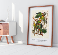 John James Audubon - Carolina Parrot from Birds of America (1827)