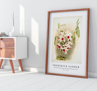 Frederick Sander - Dendrobium leechianum from Reichenbachia Orchids-1847-1920