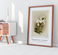 Frederick Sander - Dendrobium formosum from Reichenbachia Orchids-1847-1920