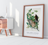 John James Audubon - Broad-winged Hawk from Birds of America (1827)