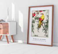 Numata Kashu - Chinese Bush-warbler and Drooping Peach iIllustration from Pictorial Monograph of Birds (1885)