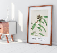 Megata Morikaga - Kashi during 1870–1880