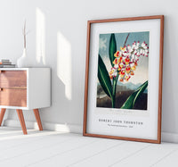 Robert John Thornton - The Nodding Renealmia from The Temple of Flora (1807)