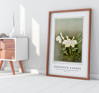 Frederick Sander - Cattleya trianæ alba from Reichenbachia Orchids-1847-1920