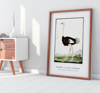 Robert Jacob Gordon - Struthio camelus Struisvogel (1777–1786)