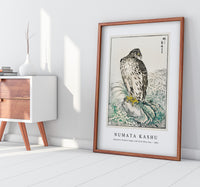 Numata Kashu - Japanese Golden Eagle and Dark Blue Sea illustration from Pictorial Monograph of Birds (1885)