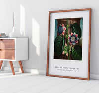 Robert John Thornton - The Quadrangular Passion Flower from The Temple of Flora (1807)