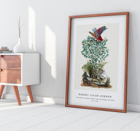 Robert Jacob Gordon - Dictyophorus spumans Koppie foam grasshopper perhched on a Zygophyllum sp. (Caper bean) (1777–1786)