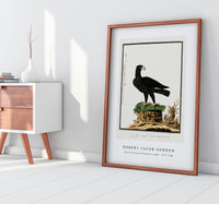 Robert Jacob Gordon - Aquila verreauxii Verreaux's eagle (1777–1786)