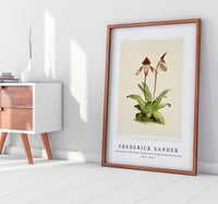 Frederick Sander - Cypripedium (hybridum) castleanum from Reichenbachia Orchids-1847-1920