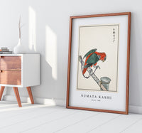 Numata Kashu - Macaw illustration from Pictorial Monograph of Birds (1885)