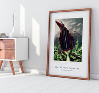 Robert John Thornton - The Dragon Arum from The Temple of Flora (1807)