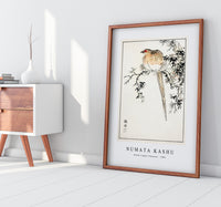 Numata Kashu - Hondo Copper Pheasant illustration from Pictorial Monograph of Birds (1885)