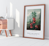 Robert John Thornton -The Narrow–Leaved Kalmia from The Temple of Flora (1807)