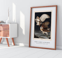 John James Audubon - Barn Owl from Birds of America (1827)