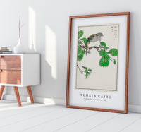 Numata Kashu - Barbary Dove and Oak Tree illustration from Pictorial Monograph of Birds (1885)