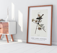 John James Audubon - Pewit Flycatcher from Birds of America (1827)