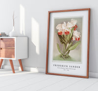 Frederick Sander - Cattleya Mendelli, Duke of Marlborough from Reichenbachia Orchids-1847-1920