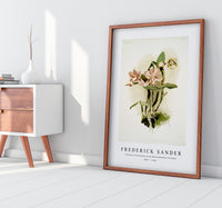 Frederick Sander - Cattleya o'brieniana from Reichenbachia Orchids-1847-1920