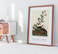 John James Audubon - Golden-crowned Thrush from Birds of America (1827)