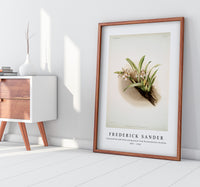 Frederick Sander - Cypripedium hybridum youngianum from Reichenbachia Orchids-1847-1920