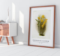 Frederick Sander - Dendrobium brymerianum from Reichenbachia Orchids-1847-1920