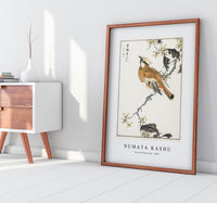 Numata Kashu - Eastern Waxwing illustration from Pictorial Monograph of Birds (1885)