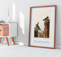 John James Audubon - Columbian Water Ouzel and Arctic Water Ouzel from Birds of America (1838)