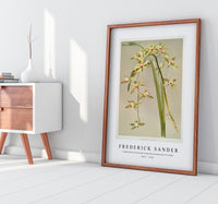 Frederick Sander - Cymbidium lowianum from Reichenbachia Orchids-1847-1920