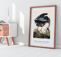 John James Audubon - Great blue Heron from Birds of America (1827)