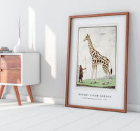 Robert Jacob Gordon - Giraffa camelopardalis giraffe (1779)