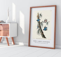 John James Audubon - White-breasted Black-capped Nuthatch from Birds of America (1827)