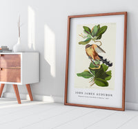 John James Audubon - Mangrove Cuckoo from Birds of America (1827)