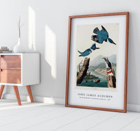 John James Audubon - Belted Kingfisher from Birds of America (1827)