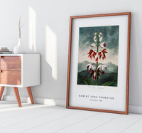 Robert John Thornton - Indian Reed from The Temple of Flora (1808)