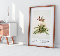 Frederick Sander - Cypripedium oenanthum superbum from Reichenbachia Orchids-1847-1920