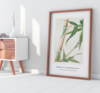 Megata Morikaga - Japanese Bamboo during 1870–1880