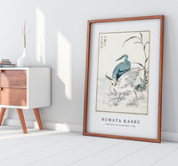 Numata Kashu - Night Heron and Little Egret illustration from Pictorial Monograph of Birds (1885)