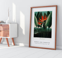 Robert John Thornton - The Queen–Plant from The Temple of Flora (1807)