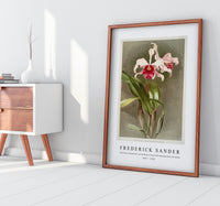 Frederick Sander - Cattleya (hybrida) arnoldiana from Reichenbachia Orchids-1847-1920