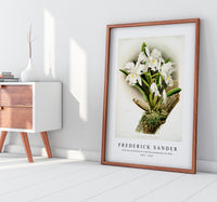 Frederick Sander - Cattleya rochellensis from Reichenbachia Orchids-1847-1920