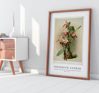 Frederick Sander - Cypripedium lemoinierianum from Reichenbachia Orchids-1847-1920