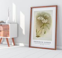 Frederick Sander - Dendrobium Johnsoniæ from Reichenbachia Orchids-1847-1920