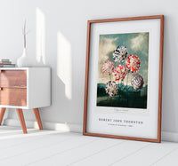 Robert John Thornton - A Group of Carnations from The Temple of Flora (1807)