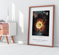 Robert John Thornton - The Night–Blowing Cereus from The Temple of Flora (1807)