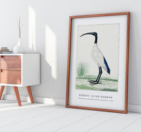 Robert Jacob Gordon - Threskiornis aethiopicus African sacred ibis (1778)